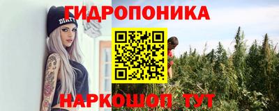шишки Аргун